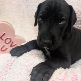 Echo - Black and white female Great Dane puppy in Brooksville, Florida from Follow My Lead Great Danes