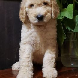 Bernedoodle, Labradoodle, and Poodle Puppies from Painted Doodles Farm LLC