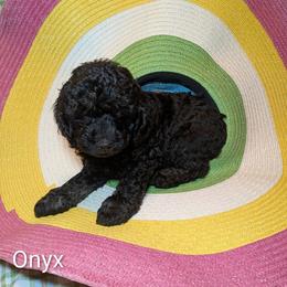 Onyx - Black male Cockapoo puppy in Sunset, Louisiana from Cano Cockapoos