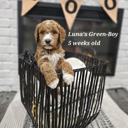 Green - Red male Labradoodle puppy in Payson, Utah from Utah County Labradoodles