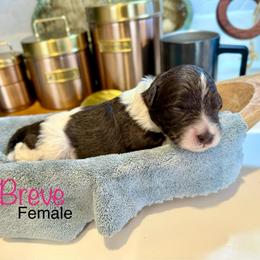 Breve - Brown and white female Bernedoodle puppy in Rome, Georgia from Victoria’s Designer Doodles