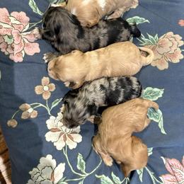 Cavapoo Puppies from Bleu Moon Cavapoo’s