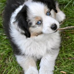 Australian Shepherd and Miniature American Shepherd Puppies from Bright Heart Aussies & Miniature American Shepherds