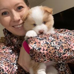 Honey - Red and white female Pomsky puppy in Sanbornton, New Hampshire from Kristie’s Husky Haven