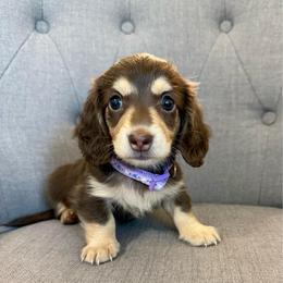 Trinket - Chocolate and cream female Dachshund puppy in Fort Gibson, Oklahoma from Cooper’s Dachshunds