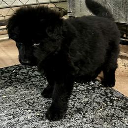 Green Diamond Male - Black male German Shepherd puppy in Puyallup, Washington from Majestic Royal German Shepherd’s