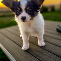 L3A Holding Out For A Hero - White black and tan male Papillon puppy in Davenport, Washington from Lovely Ladies and Little Asses Miniature Equines (L3A Pomeranians & Papillons)