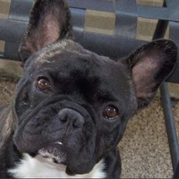 French Bulldogs from Starlit Mesa French Bulldogs