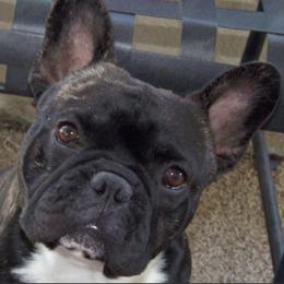 French Bulldogs from Starlit Mesa French Bulldogs