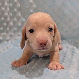 Blue Boy - Cream male Dachshund puppy in Cypress, California from Ferrario Dachshunds