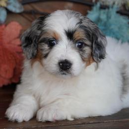 Girl 3 - Blue merle female Aussiedoodle puppy in Lawton, Oklahoma from Lindsey’s Aussies