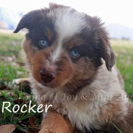 Rocker - Red merle male Miniature Australian Shepherd puppy in Godley, Texas from Flying H Toy and Mini Aussies