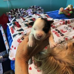 Yorkshire Terrier Puppies from Jackie Jenny’s Precious Yorkies