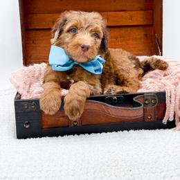 Boy 1 - Merle male Bernedoodle puppy in North Carolina from NC Doodle Puppies