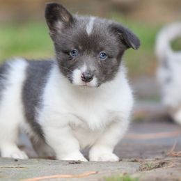 Atlas - Gray and white male American Corgi puppy in Plains, Montana from Diamond Corgis