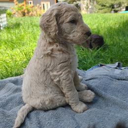 Tapioca - Cream male Poodle puppy in Clayton, Washington from Short Legs & Curly Wags LLC