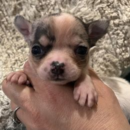 Cruise - Merle male Chihuahua puppy in Hampton, Virginia from Chilove Chihuahuas