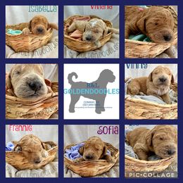 Goldendoodle Puppies from R&L Goldendoodles