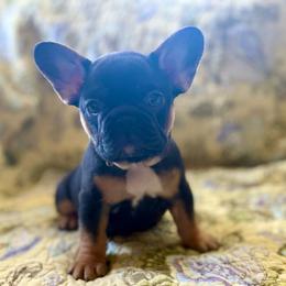 Buster - Black and tan male French Bulldog puppy in Greeley, Colorado from Mandy Moon French Bulldogs
