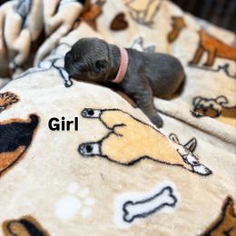 Pink collar - Blue fawn female French Bulldog puppy in Neenah, Wisconsin from Mimosa Acres French Bulldogs LLC