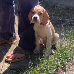 Purple Girl - Orange and white female Pointer puppy in Olympia, Washington from Birdsboro Pointers