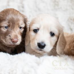 Dachshund Puppies from CTX Doxies