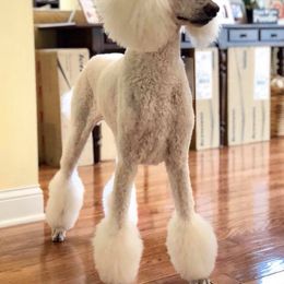 Poodles and Pugs from Moonstone