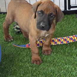 Boy 6 - male Rhodesian Ridgeback puppy in Gaffney, South Carolina from Circle D Farms