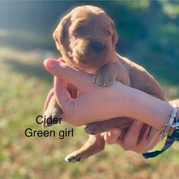 Girl 4 - Golden Retriever puppy from Red Ridge Retrievers