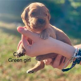 Girl 4 - Golden Retriever puppy from Red Ridge Retrievers