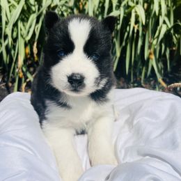 Siberian Husky Puppies from Wooly Woof Siberians