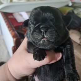 Green and Black Collar - Black Pug puppy in Elma, Washington from Kismet Kennels, Exclusively Pugs