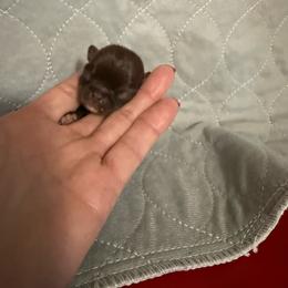 Neptune - Chocolate and white male Chihuahua puppy in Dime Box, Texas from Color Me Crazy Chihuahuas