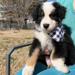 Jack Daniel's - Black tri-color male Australian Shepherd puppy in Camp Verde, Arizona from Bullet & Whiskey’s Pups