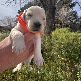 Orange boy - Light golden male Golden Retriever puppy in Pahrump, Nevada from Southern Nevada Goldens