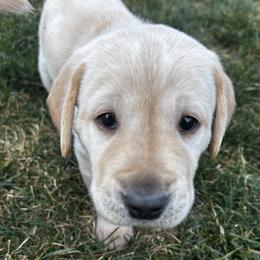 Gray Collar Boy - Yellow male Labrador Retriever puppy in Colorado Springs, Colorado from Front Range Labradors LLC