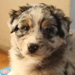 Australian Shepherd Puppies from FoxRest Australian Shepherds