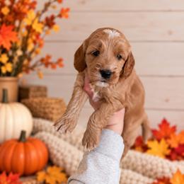 Cedar - Green Collar - Apricot male Goldendoodle puppy in Billings, Montana from Montana Raised Doodles