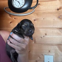 Barley - Cream male Dachshund puppy in Cheyenne, Wyoming from Great Basin Hounds