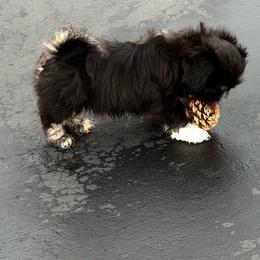 Female puppy - Black female Lhasa Apso puppy in Pine, Colorado from Michelle's Lhasa Apsos