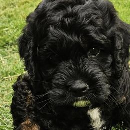 Assorted Doodle Crosses, Aussiedoodles, and Cockapoos from Phamily Doodles