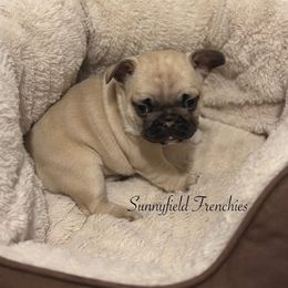 French Bulldog Puppies from Sunnyfield Frenchies