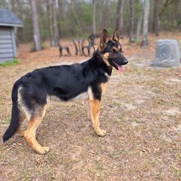 Remi - German Shepherd