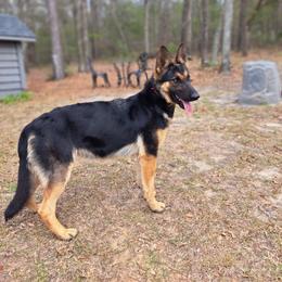Remi - German Shepherd