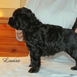 Portuguese Water Dog Puppies from Water's Edge Portuguese Water Dogs