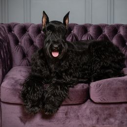 CodiLynn - Giant Schnauzer
