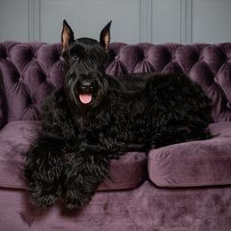 CodiLynn - Giant Schnauzer
