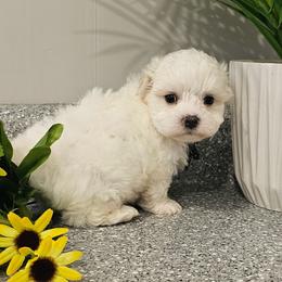 Casper - White male Maltese puppy in Utica, Ohio from Poodle Me Crazy