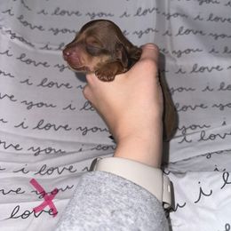 PINK - Chocolate and cream Dachshund puppy in Woodville, Wisconsin from Dairyland Dachshunds