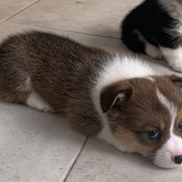 Pembroke Welsh Corgi Puppies from Southern Corgi